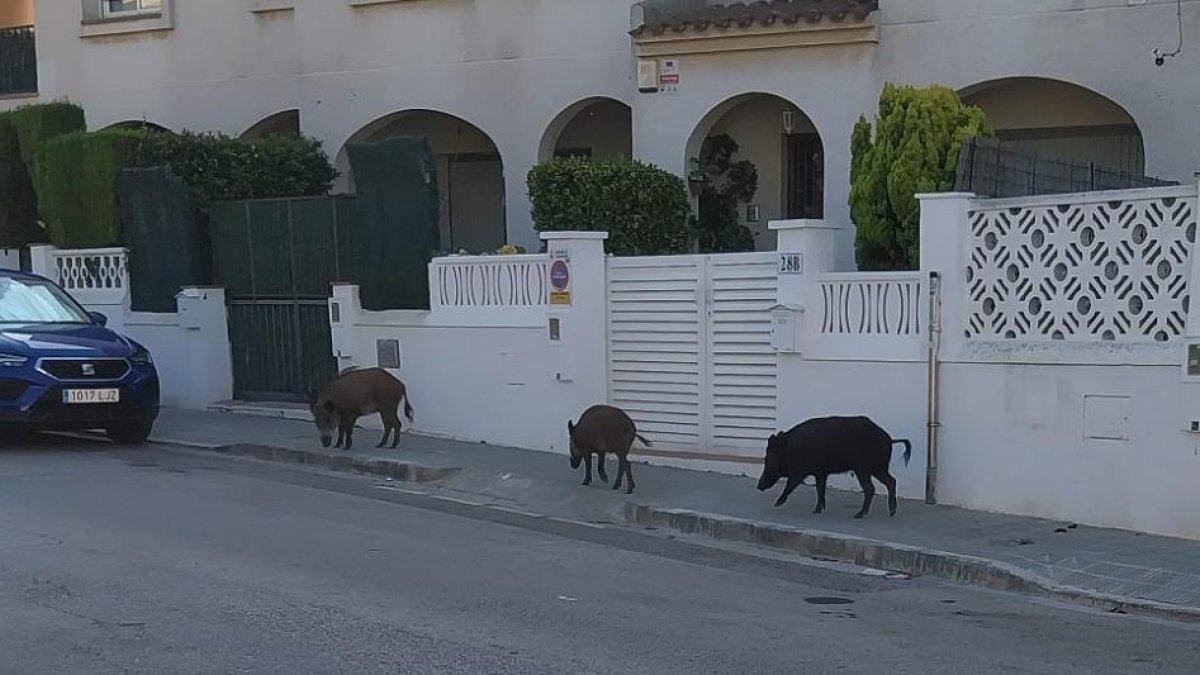 Imatge dels tres senglars al Camí Vell de la Pobla de Montornès de Torredembarra