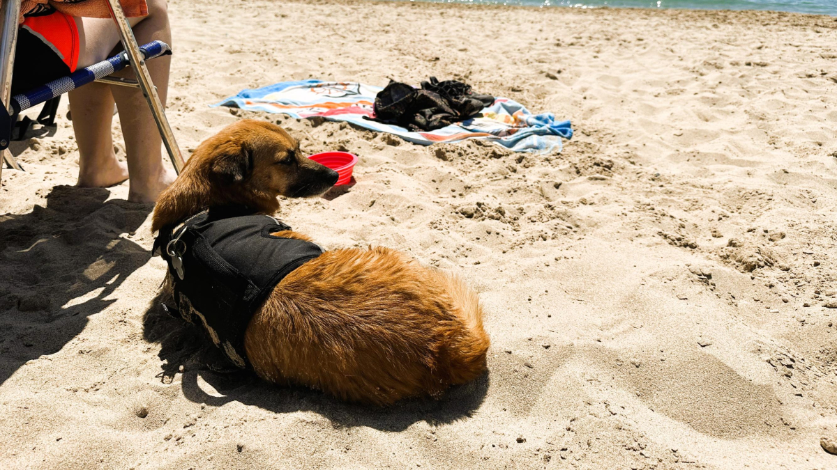 Imagen de la nueva playa para perros de Torredembarra.