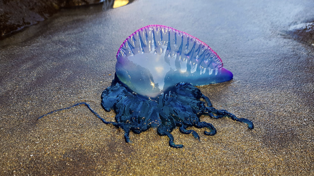 Imagen de una medusa de la especie carabela portuguesa.