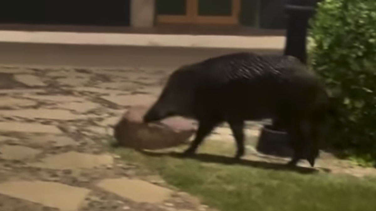 Imagen del jabalí en Vilafortuny.