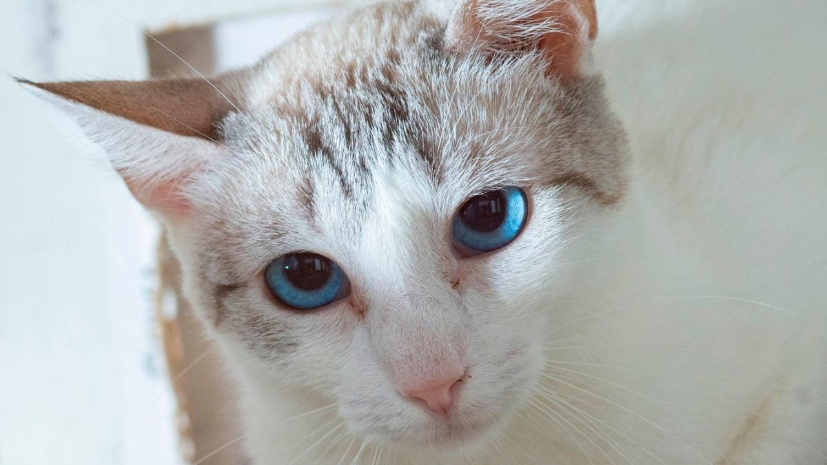 Imatge de Copito, un dels gats en adopció