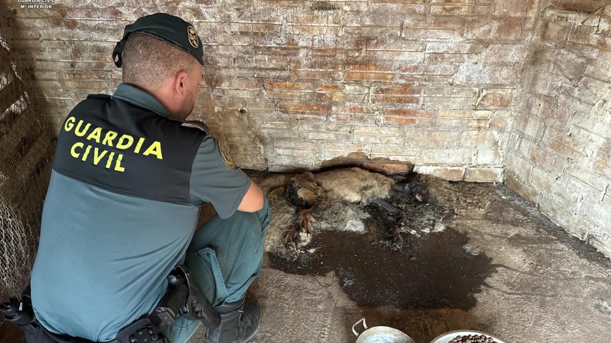 Imatge d’un dels gossos morts.