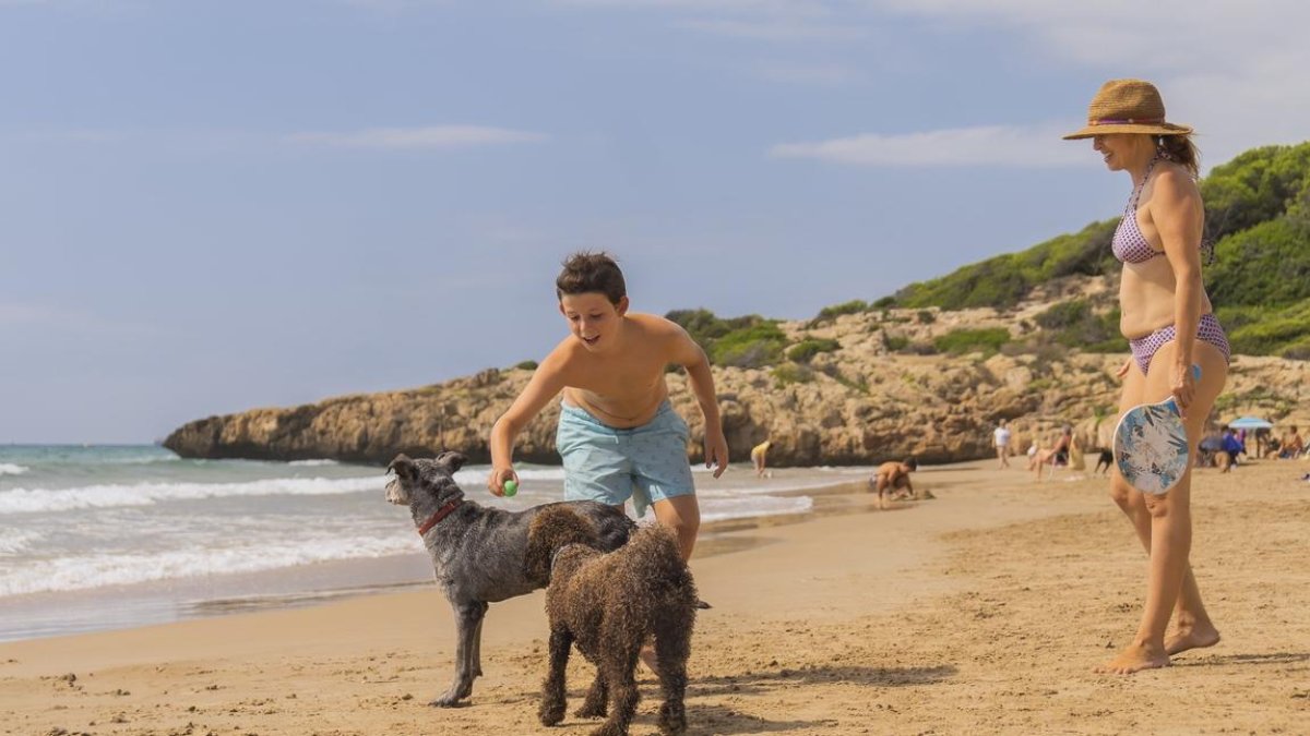 Gossos a la platja Llarga de Tarragona.