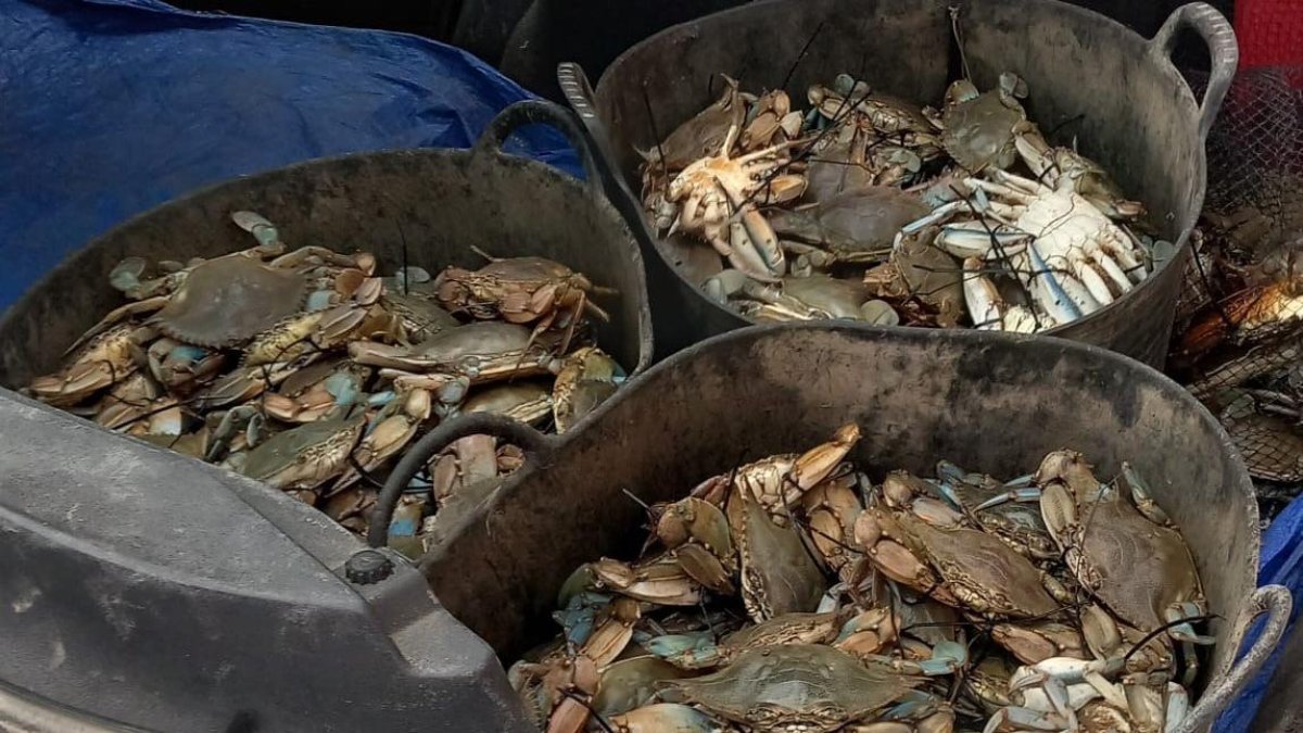 Un operativo conjunto entre el SEPRONA de Tarragona e Inspectores de Pesca de la Generalitat permite incautar 60 kg de cangrejo azul sin documentación que garantice la trazabilidad