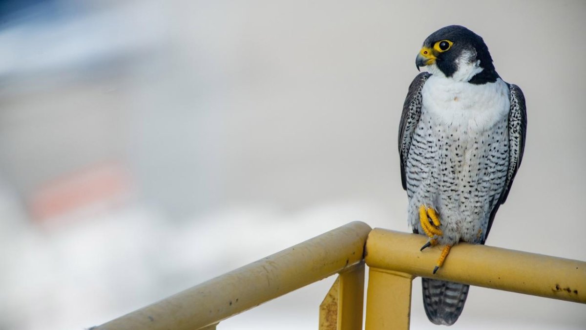 Los halcones peregrinos se ha hecho suya la caja nido que se les instaló en los silos del Moll de Reus del Port de Tarragona.