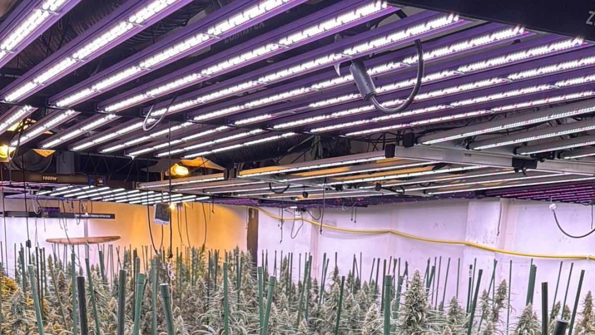 Imagen de una de las plantaciones de marihuana desmanteladas en la Ribera d'Ebre.