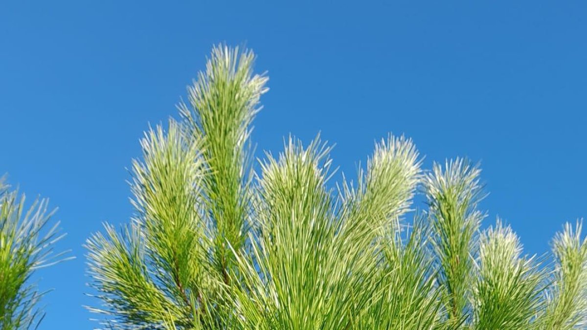 Pi afectat amb processionària