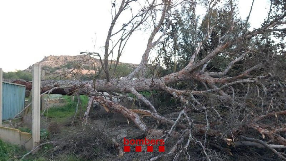 Imagen de un árbol caído a causa del viento