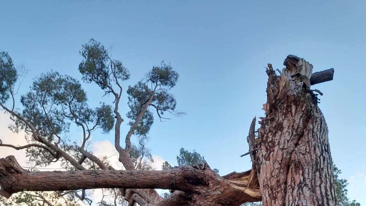 Imagen del pino caído a l'Aleixar a causa del fuerte viento