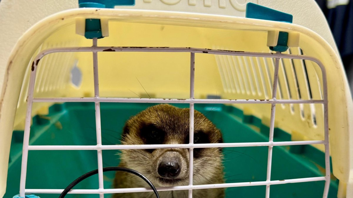 Imatge del suricata sostret