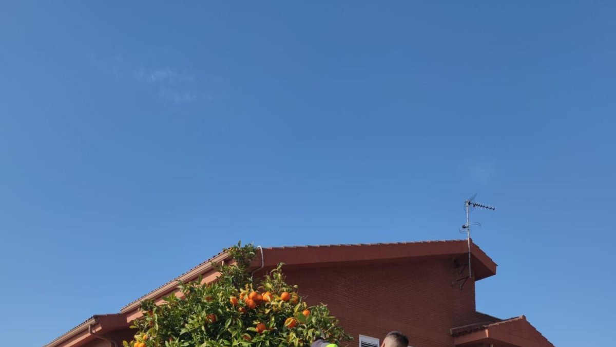 Un membre de la brigada de Reus collint taronges d'un arbre.