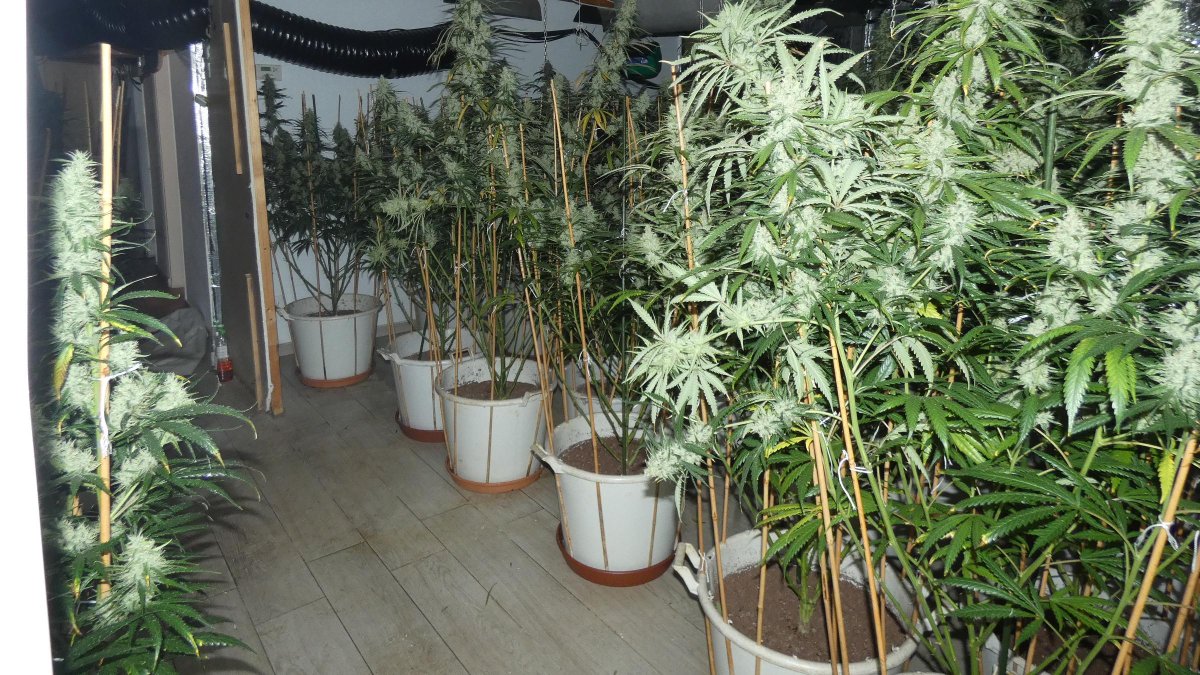 Imatge de la plantació localitzada al xalet de Cala Romana.