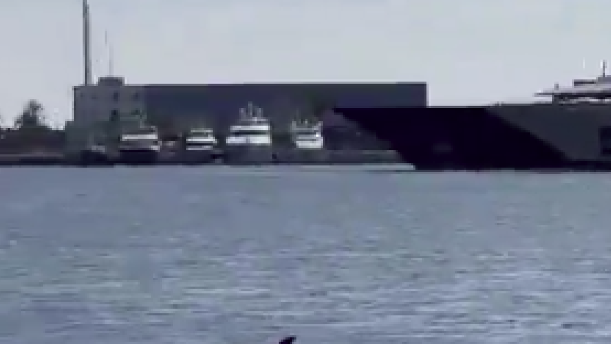 La aleta de uno de los delfines que ha entrado nadando en el Puerto de Tarragona.