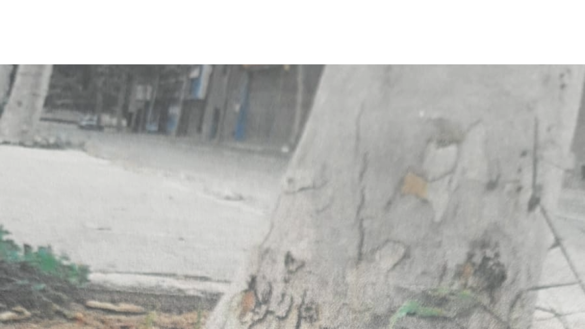 Imatge d'un plataner enverinat al carrer Santa Llúcia de l'Arboç.