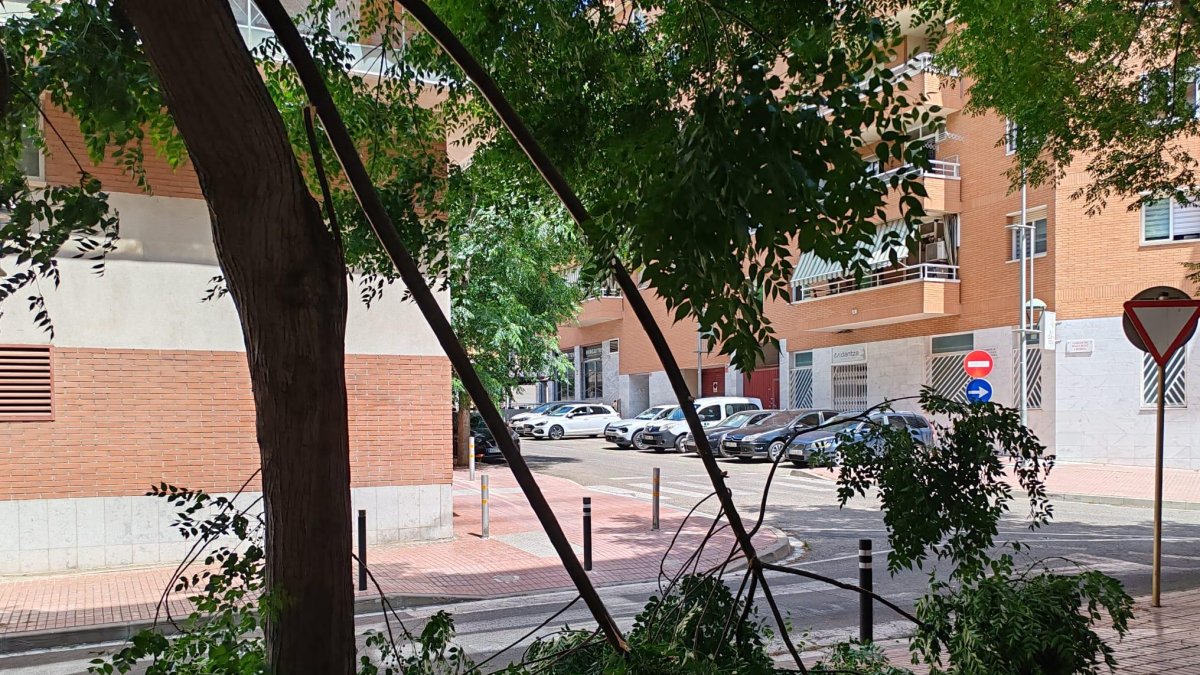 Imagen del árbol que ha cedido a la calle Joan Ruiz i Porta.