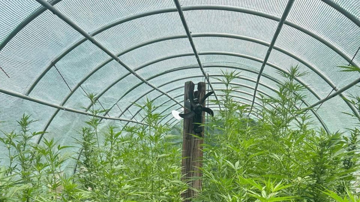 Algunas de las plantas de marihuana hacían más de un metro y medio de altura.
