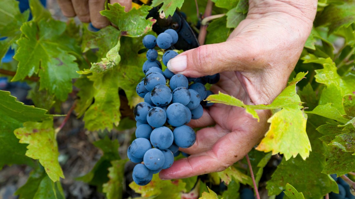 Imatge d’arxiu d’un viticultor collint raïm al Priorat.