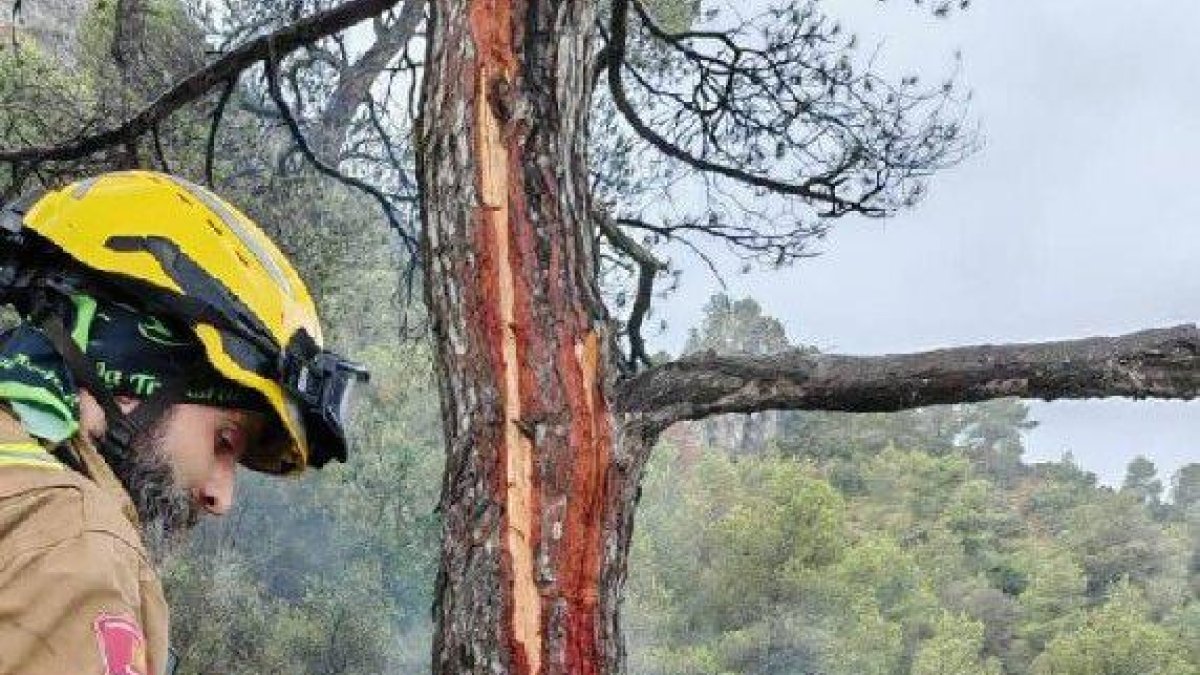 Imagen del árbol impactado por el rayo