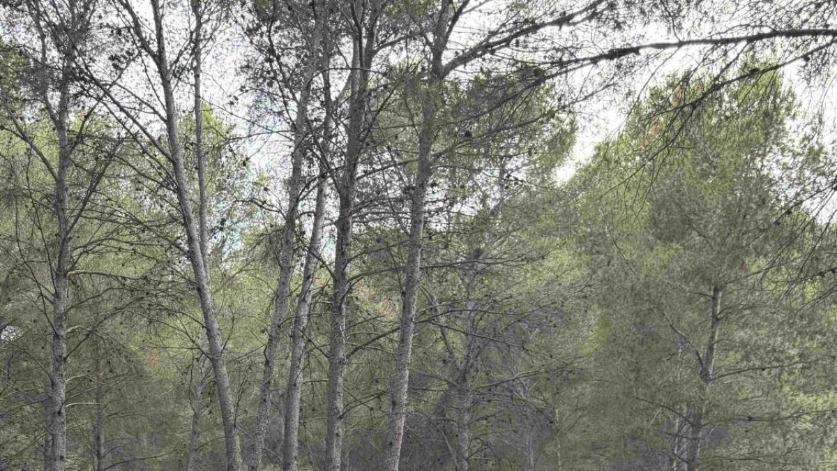 Imatge d'arxiu del dispositiu al Bosc de la Marquesa.