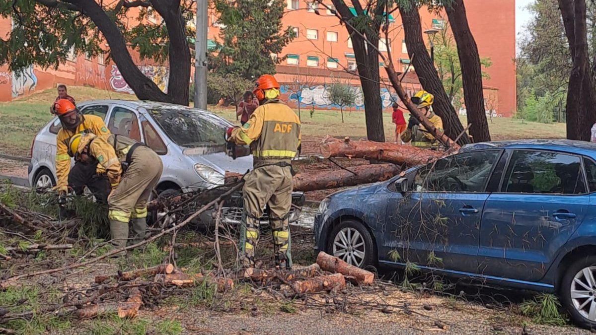 Arbres caiguts a Ripollet a causa de la pluja