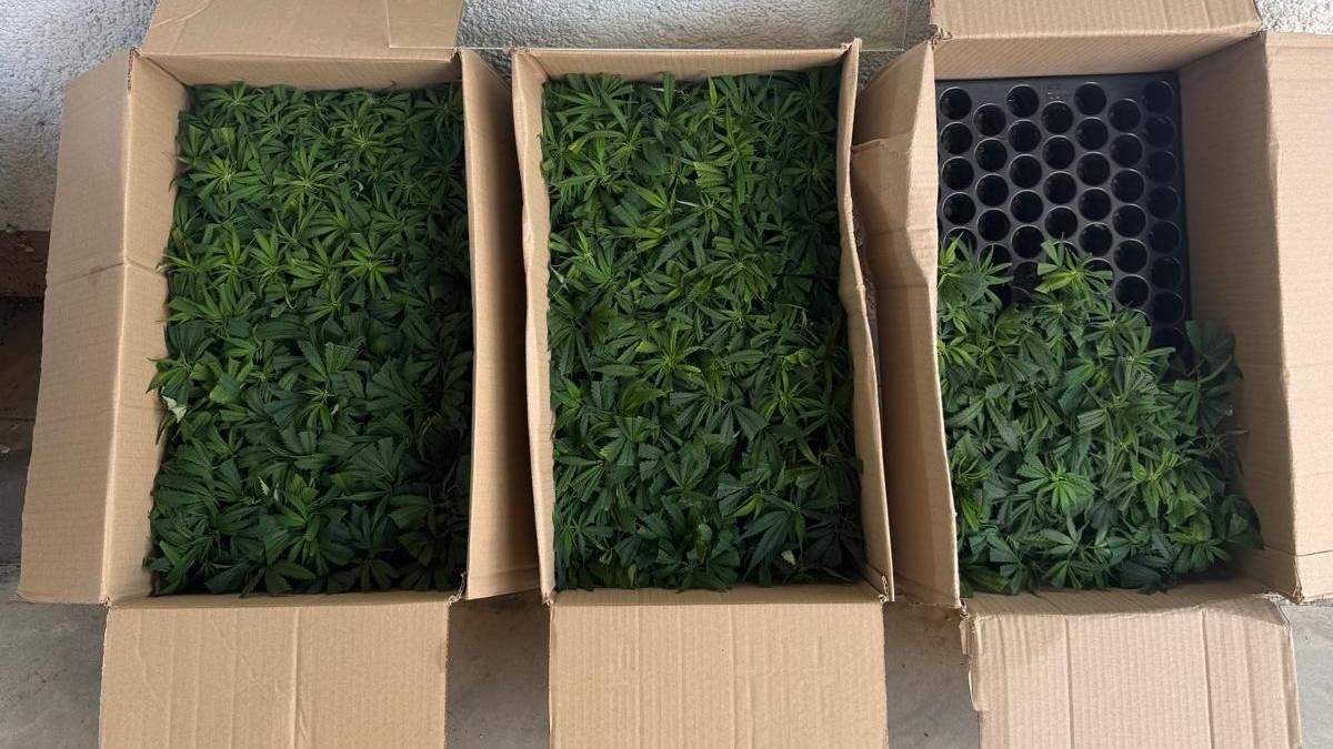 Imagen de las cajas con marihuana que encontraron en uno de los vehículos.