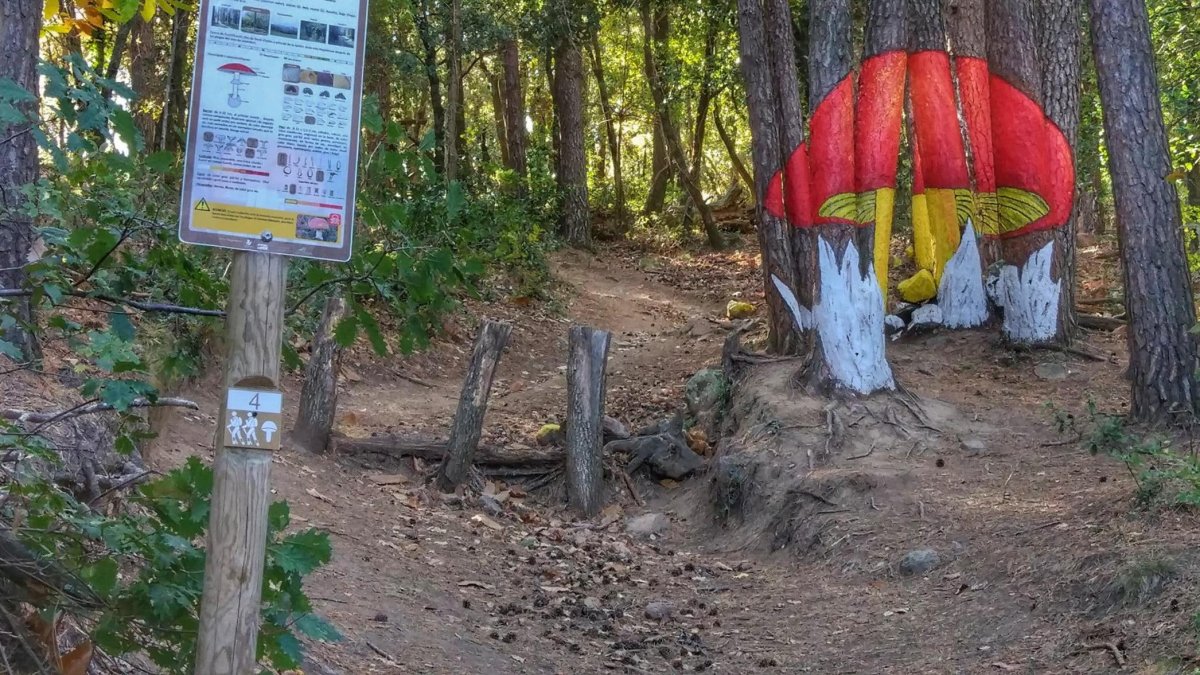 Imatge del bosc pintat de Poblet.