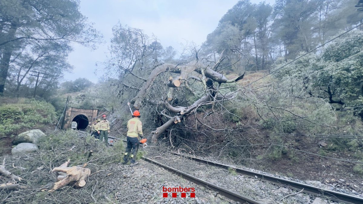 Imagen del árbol caído a las vías de tren en l'Argentera.