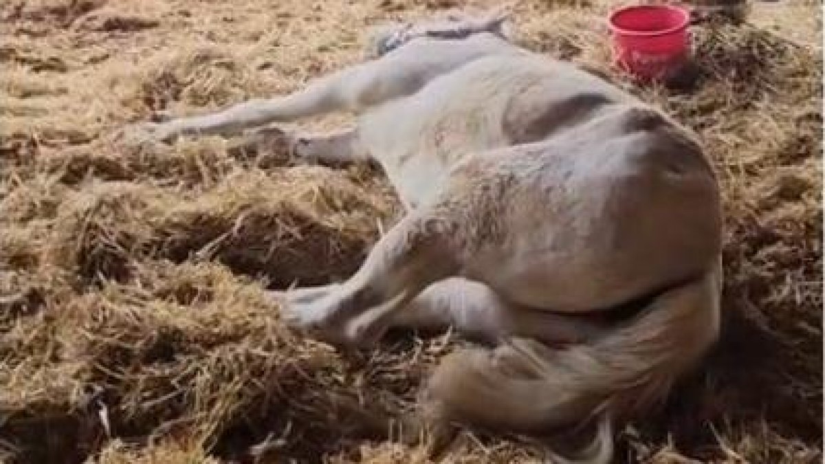 Els cavalls es trobaven en un estat deplorable, un dels quals amb greus dificultats per aixecar-se.