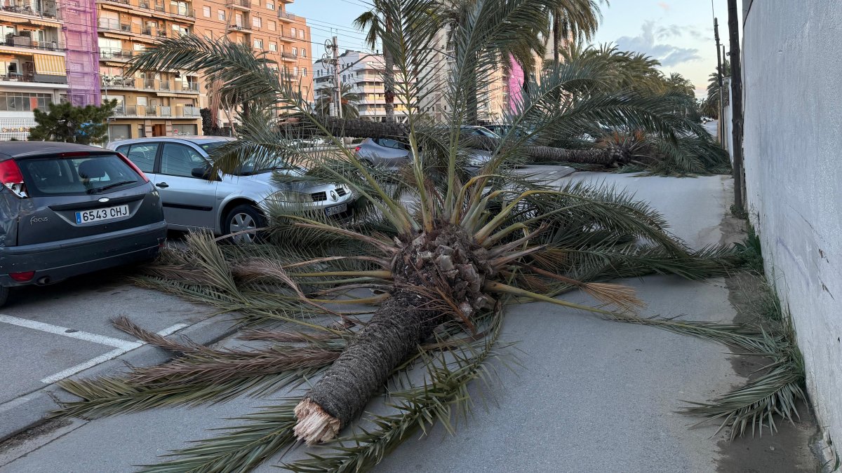 Imatge d'un arbre caigut a Mataró a causa del vent.