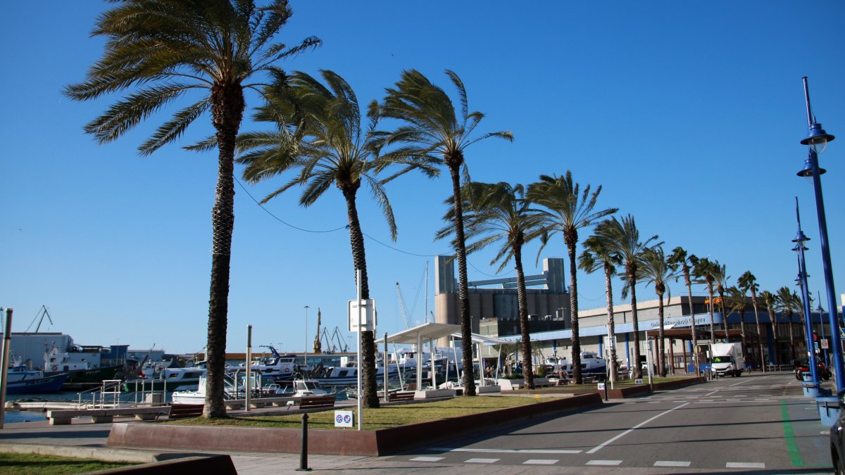 Palmeras movidas por el viento en el barrio del Serrallo de Tarragona.