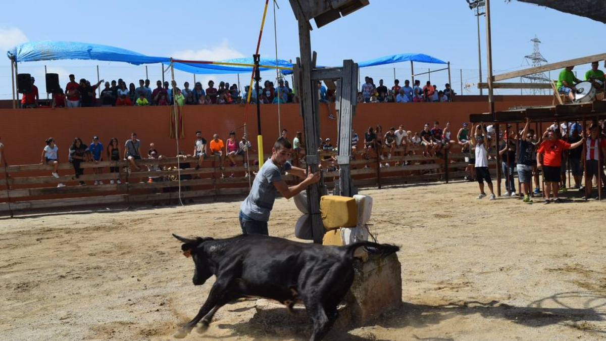 La tempta de vaquetes és un dels actes més populars de la Festa Major del Morell