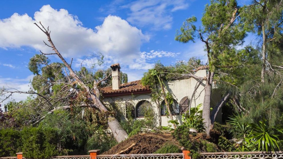 Pins i arbres totalment arrencats als Pallaresos