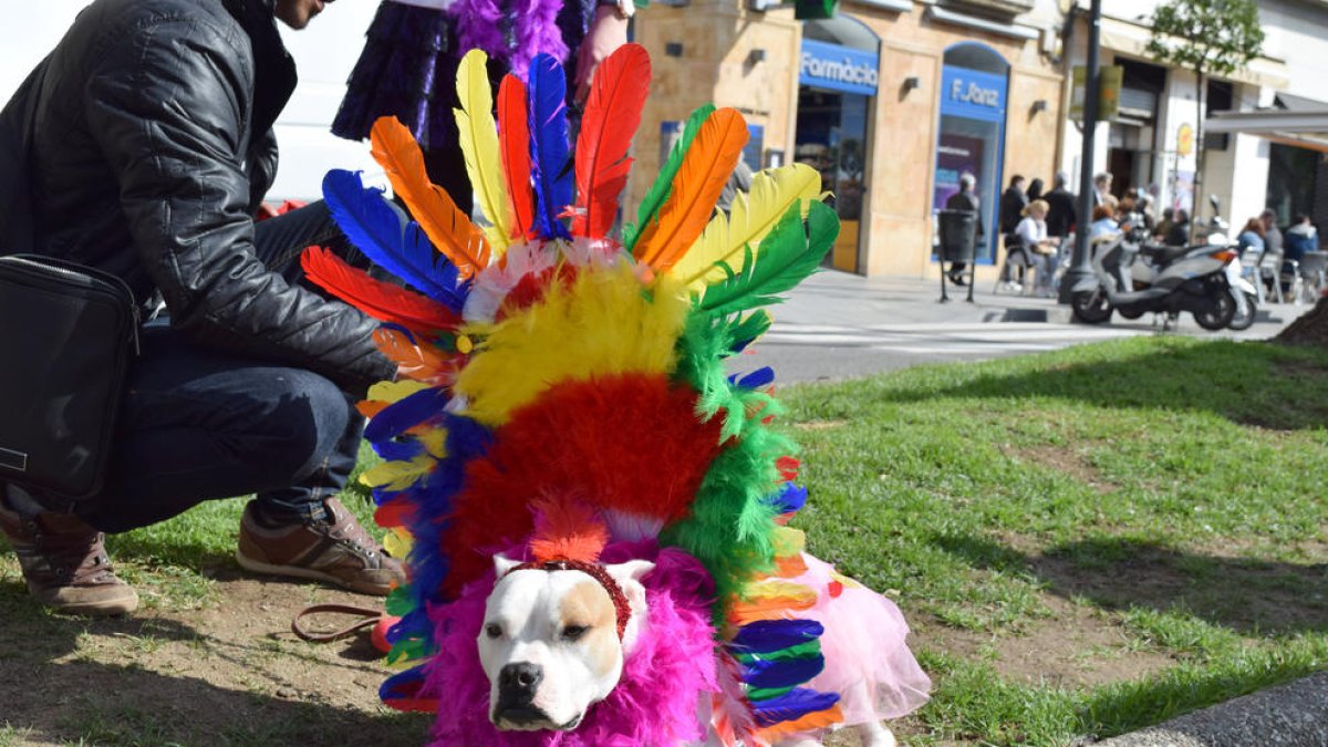 Concurs de disfresses canines