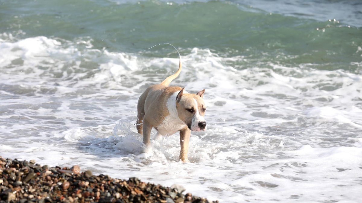Sólo cinco municipios de Tarragona ofrecen playas para perros