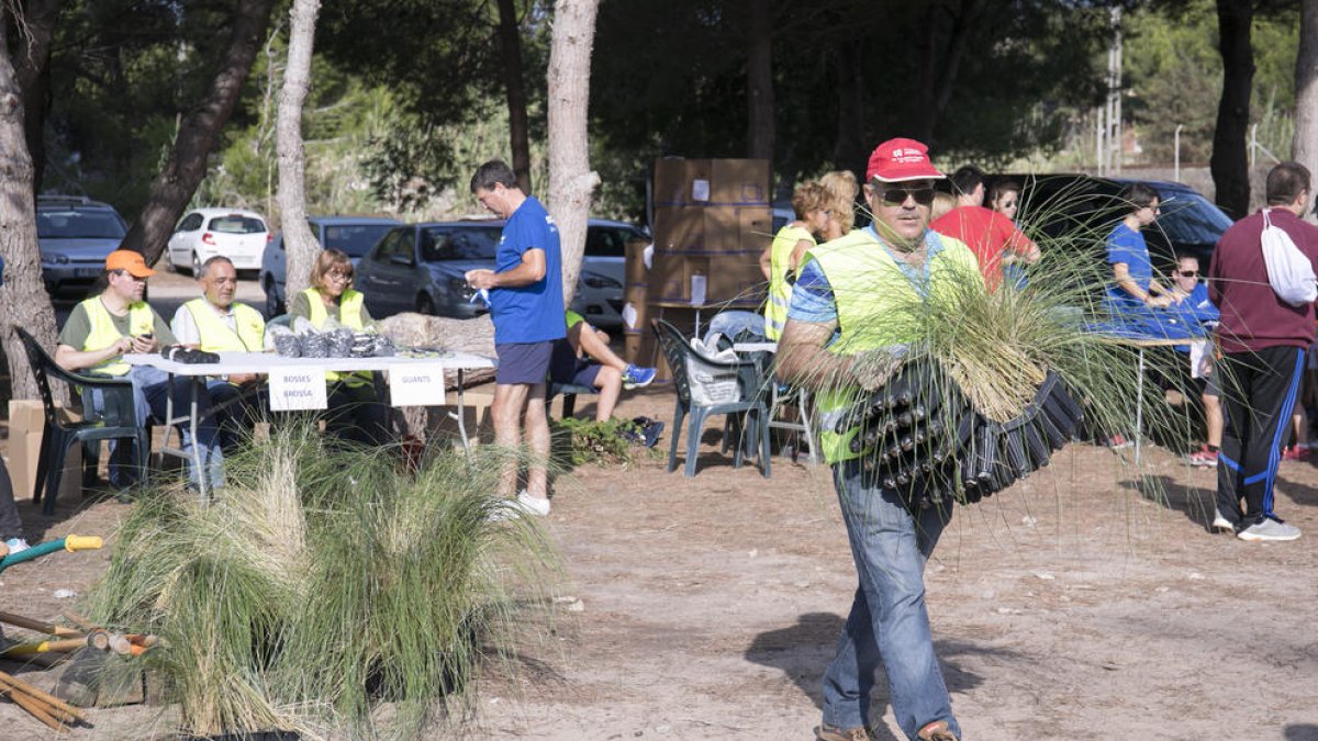 Plantación de árboles en la Playa Larga