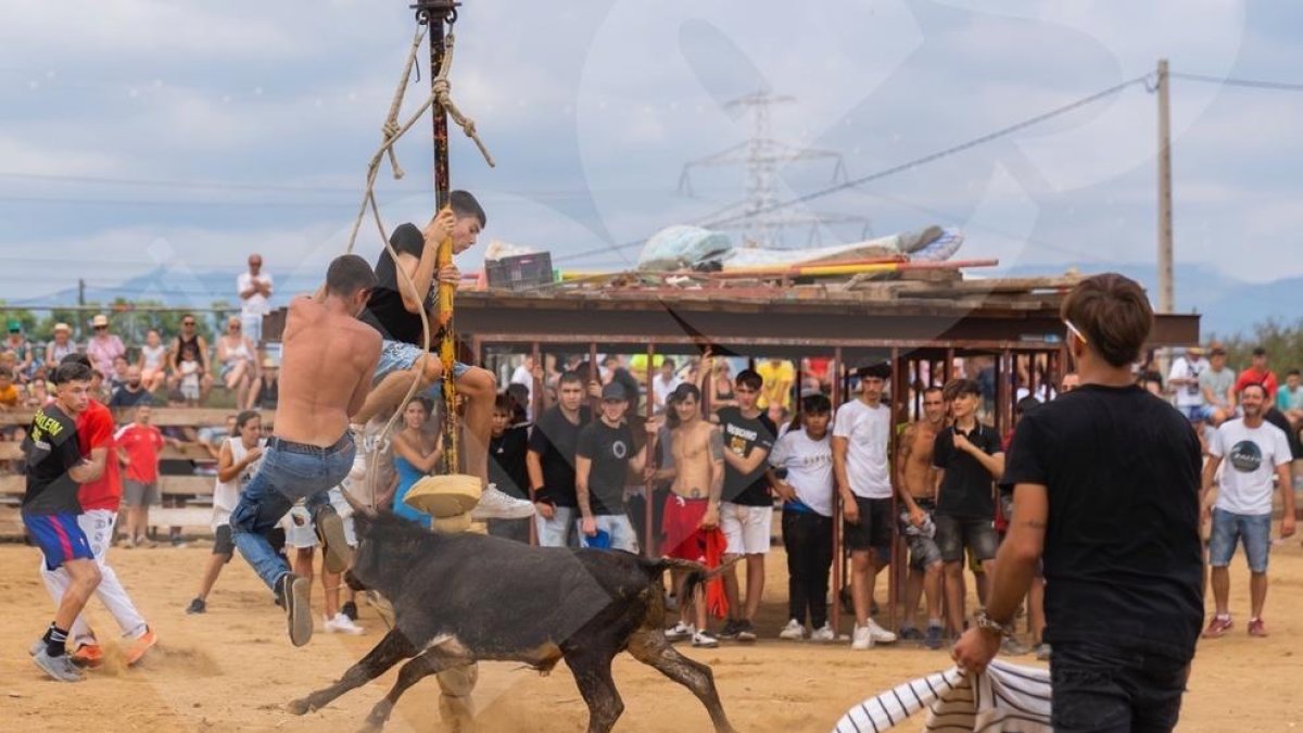 El Morell es retroba amb la tempta de vaquetes per les festes