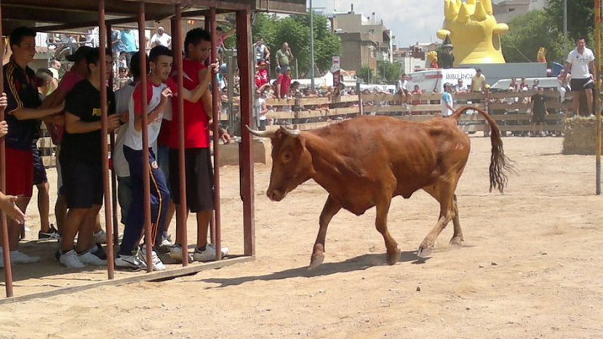 El Morell aprova la tempta de vaquetes després de les acusacions d'irregularitats