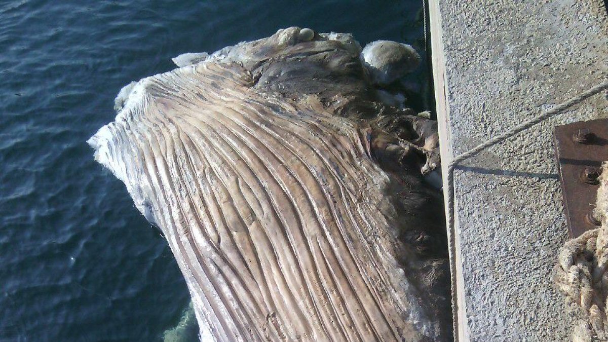 flotant, milla, cap Salou, Salvament Marítim, balena, Port de Tarragona, morta, cadàver, apareix