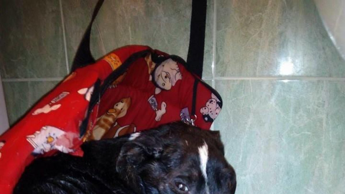 Mobilització a Amposta per denunciar l'augment de gossos trobats en contenidors