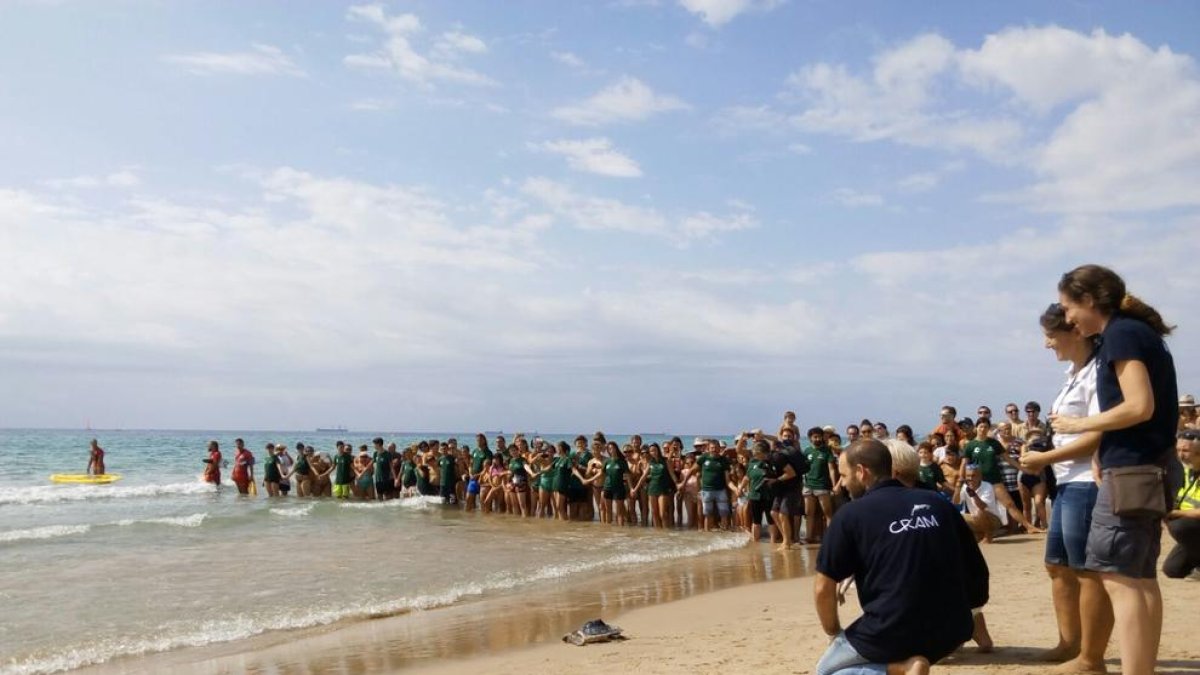 Alliberen tres tortugues babaues que van néixer a la platja Llarga fa gairebé dos anys