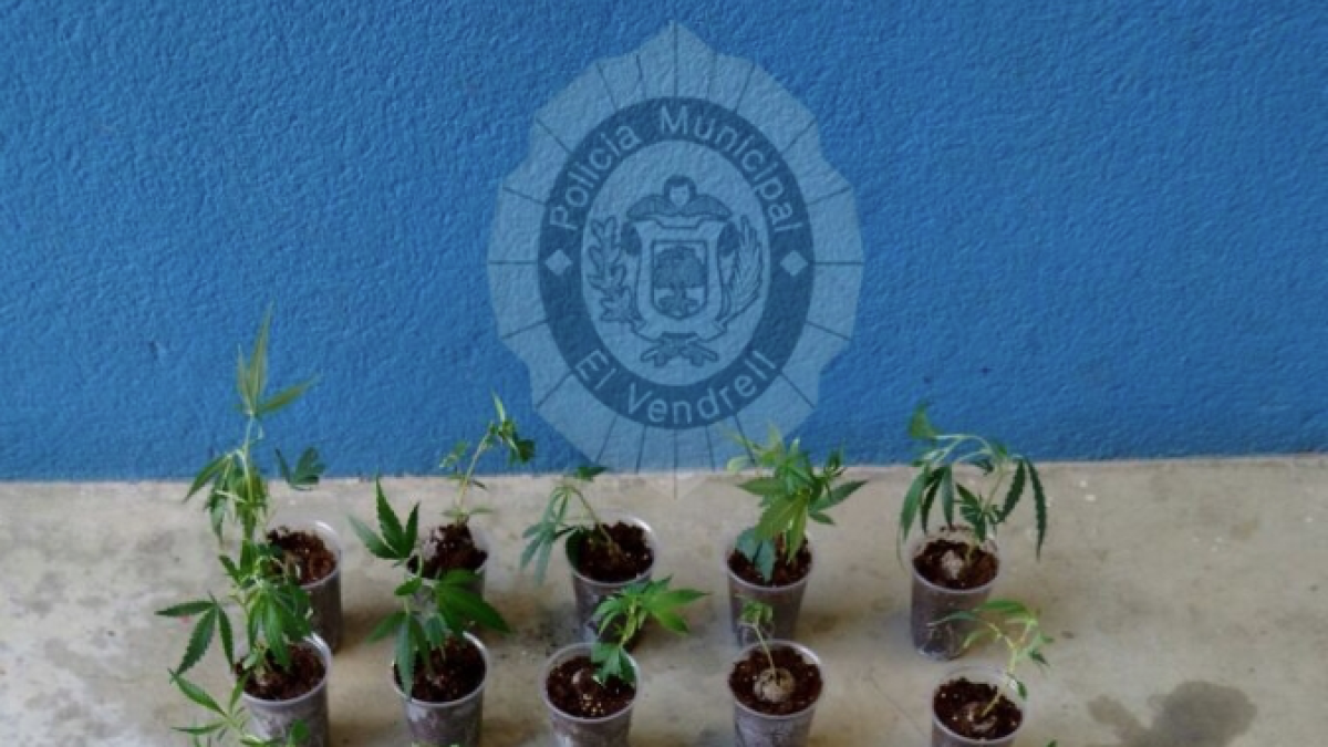 Enxampen un vehicle amb 26 plantes de Marihuana i dues armes blanques al Vendrell