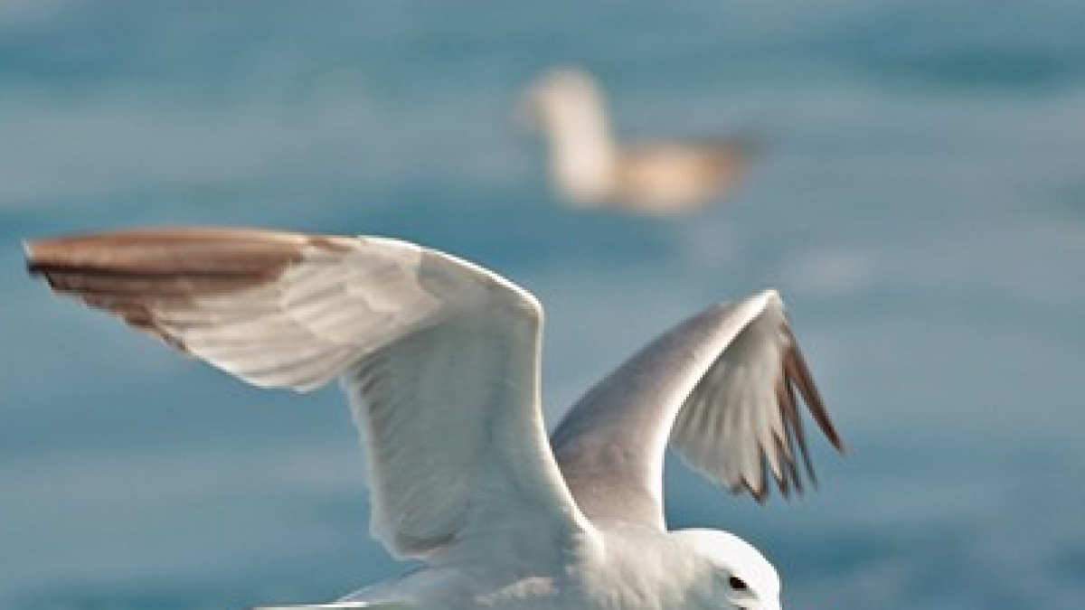 La població de gavina corsa a Catalunya s'estabilitza després d'uns anys en descens