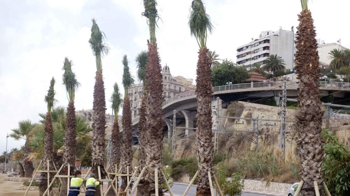 Las palmeras retiradas del vial Bryant ya están reubicadas en el passeig del Miracle