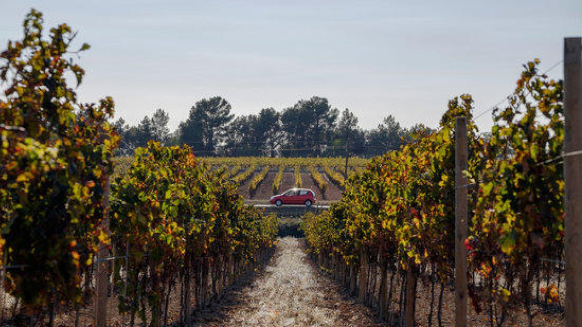 Ampli suport del Parlament per debatre una revisió de la llei de Vegueries que permeti incloure-hi el Penedès