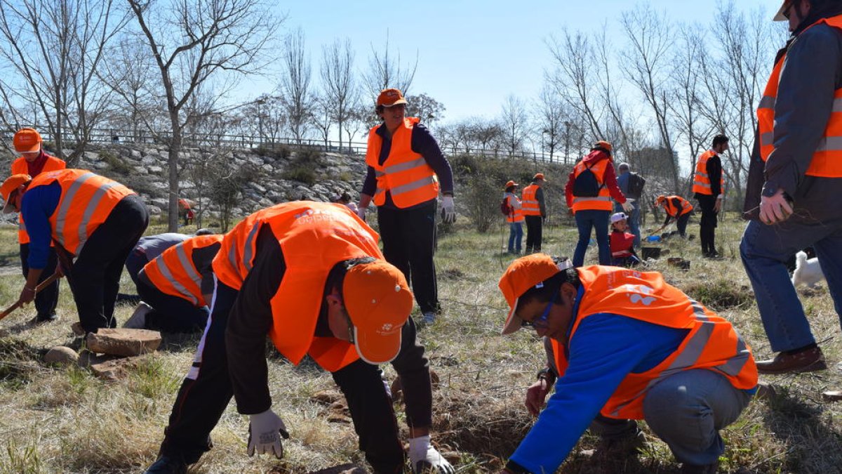 Rècord de participants en la cinquena edició de la Plantada Popular