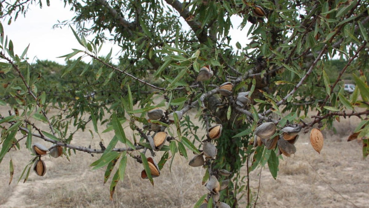 S'investigarà la cotització d'ametlla que marca la Llotja de Reus