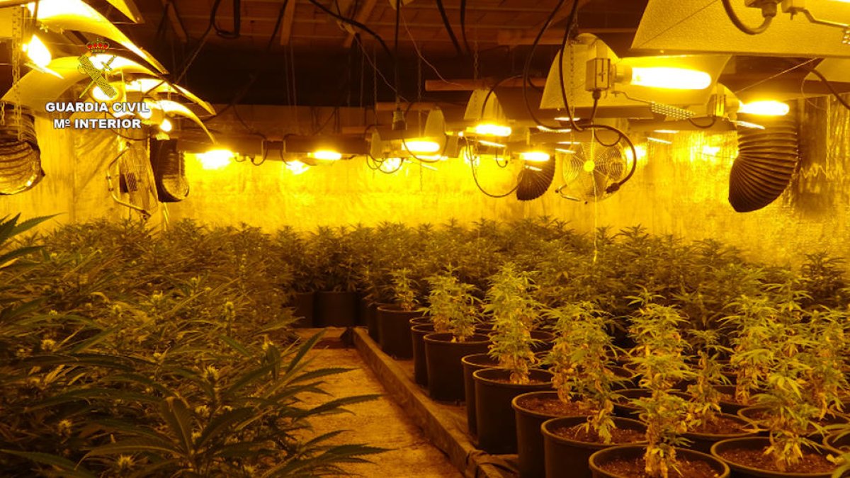 Desarticulado en Tarragona un clan serbio que se dedicaba al tráfico de marihuana