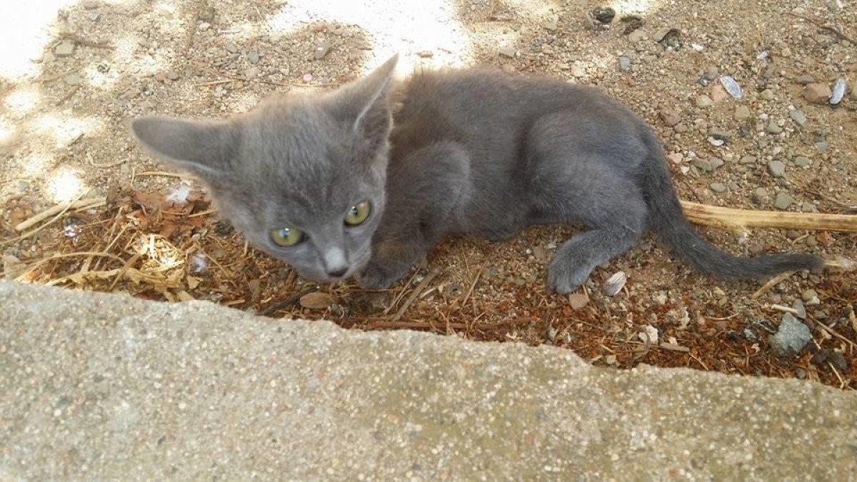 Llencen dos gatets des d'un balcó al Barri Gaudí
