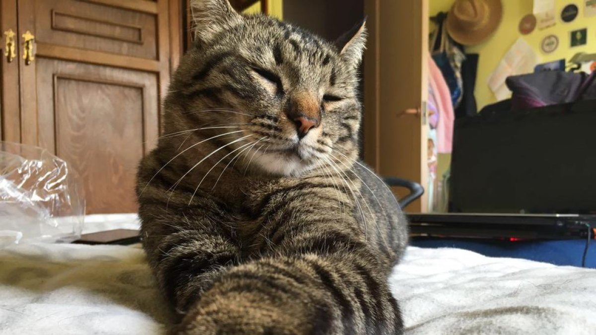 Los gatos, protagonistas en Tarragona con la primera fiesta solidaria FestiGat