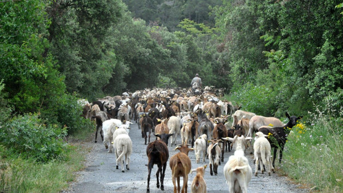 El Paratge Natural de Poblet recupera l'antic camí ramader que unia el monestir i Prades